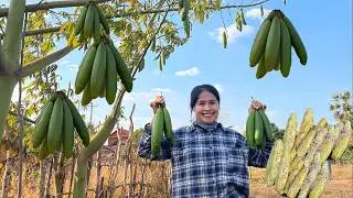 Amazing Kapok Harvest 🍈 | Happy Day in the Garden