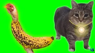 OIIAOIIA CAT при участии CHICKEN BANANA - Spinning Cat (ТЕХНО-РЕМИКС) BANANA - Cat Brainrot Видео
