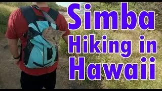 Simba's First Hike | Cat Hiking