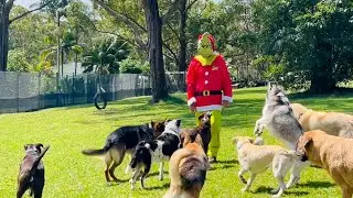 The Grinch breaks into a cheeky grin, and the doggies, sensing an opportunity for fun!