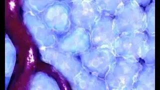 wehi.tv showreel #3 (2000) Drew Berry weh.tv