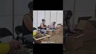 Самый дорогой пух в мире &mdash; арктическое золото природы 🦢 #viral #shorts #Русский #viralshorts