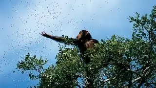 Gombe National Park - video by Tanzania National Park