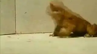 my favourite bit from a documentary about cane toads