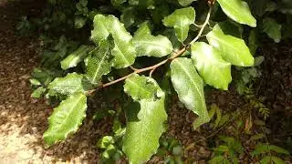Elaeagnus x ebbingei