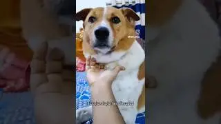 If loyalty had a face #adoptdontshop #love #dogshorts #reels #doglife #shorts #shortvideo