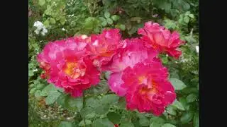 Tango colors