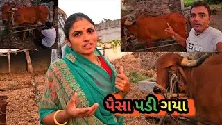 navi gay kem dudh apti nathi || નવી ગાય કેમ દૂધ આપતી નથી @vandegovmataramvlogs