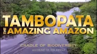 ASTONISHING TAMBOPATA Wildlife Reserve - PERU
