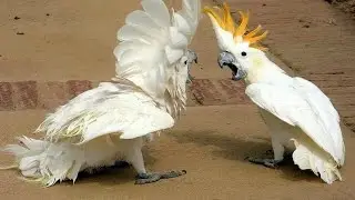 The FUNNIEST PARROTS on the Planet! 🌍🤣 Funny Bird Video | Cool Pets