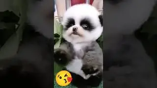 Funny animals 😻 #funnyvideo #cuteanimals #sweetpets