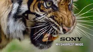 #photography #wildlifephotography My Sharpest image is with the Sony A77 with Minolta APO 400mm