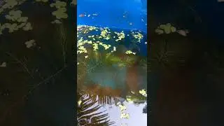 dumbo ear Guppy || BL ROWDY || #nature
