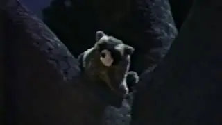 Barney Song : Rickey Raccoon (A Camping We Will Go !)