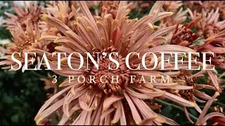 'Seaton's Coffee' Heirloom Chrysanthemum