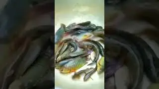Fish &Fishing #shortvideo