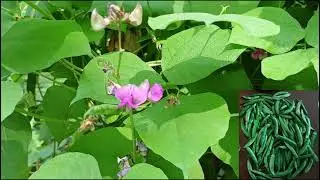 #you tube video #Health Benefits of Beans# పోషకాల చిక్కుడు