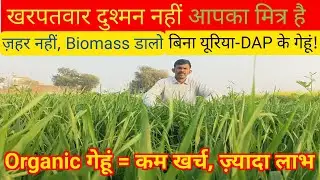 खरपतवार नहीं है दुश्मन! Organic गेहूं में Biomass का कमाल 🤔👏