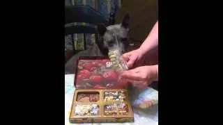 Larkle Dog Unboxing Graze Snack Box
