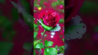 cute roses #remix 🌹🌷🥀💐🌺🌸🪷 #music #mario #bts