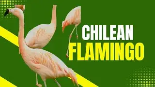 Why Are Flamingos Pink? 🌸 Meet the Chilean Flamingo | Amazing Planet