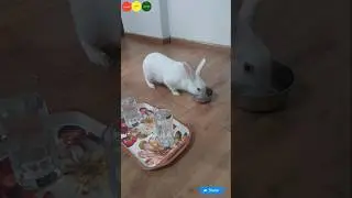 5 खरगोश की गर्मियों में देखभाल के टिप्स | Rabbit 5 summer care tips #rabbit @RabbitFunCorner
