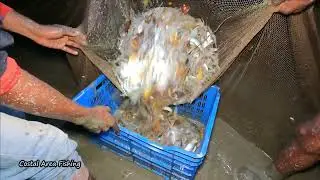 Sundarbans Hand Fishing In 2022 | Traditional Fishing Video | Costal Area Fishing