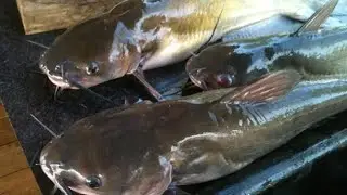 How to start fish farm business without buying feeds.fish farming business ideas 2020.