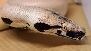 Subadult Magpie Blood Python!