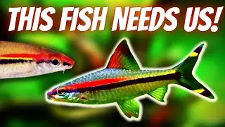How To Care For and Breed Roseline Sharks (Denison / Torpedo Barb Care + Breeding Guide)
