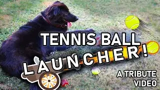 DIY Dog Tennis Ball Launcher - A Tribute to a loyal friend Oreo
