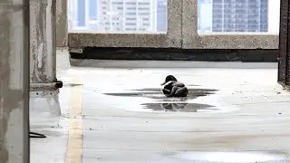 Daffy Duck Rescued from Detroit High-Rise