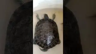  Tortuga Gal&aacute;pago ,se lastimaron con  Carnada Artificial pescando,est&aacute;n curadas y fueron liberadas 