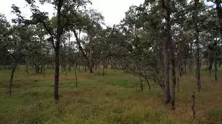 Sorng Rukhavorn Wildlife Sanctuary (Oddar Meanchey province, Cambodia)