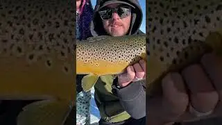 Non stop catching BIG TROUT #troutfishing #fishing #icefishing #fish #trout #shorts