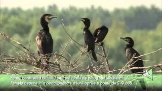 CORMORANUL MIC