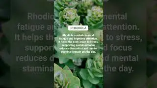 Top 3 Herbs for Better Focus #FocusSupport #NaturalWellness #Herbalism