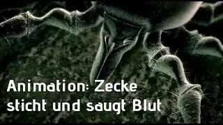 Animation: Zecke sticht und saugt Blut