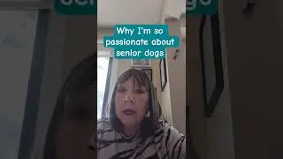 Senior Dogs Matter: Why I'll Always Choose the Old Ones