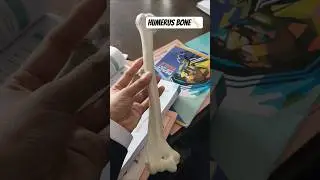 humerus bone 🦴 anatomy/MBBS #anatomy#humerus#lab#neet#doctor#aiims#creative#bones#humanbody#ytshorts