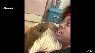 Turbo Horse, Licking Guinea Pig, & Rescued Pigeon Compilation! #cuteanimals