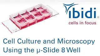 Cell Culture and Microscopy Using the &micro;-Slide 8 Well