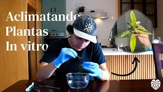 Aclimatando plantas In vitro 🔬🌱