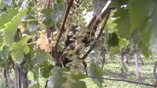 AOP Saint-Mont - Vins du Sud-Ouest