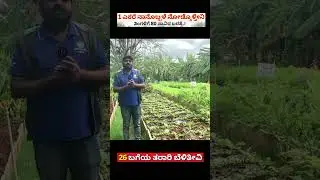 1 ತಿಂಗಳು 1 ಎಕರೆ 80 ಸಾವಿರ ಆದಾಯ | Raised bed farming in Karnataka | agriculture in Kannada #shorts