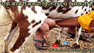 How much milk can a barbari goat give एक बरबरी बकरी कितना दूध दे सकती है information