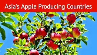 Top 10 Apple Producing Countries In Asia 2020 | Fruit