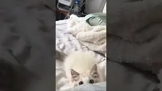 Sneaky Kitty Surprise! 🐱💤 | Adorable Cat Hiding in Bed