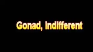 What Is The Definition Of Gonad, indifferent - Medical Dictionary Free Online Terms