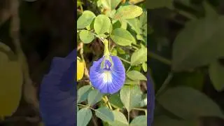 🦋 Butterfly 🦋 🫛 Pea🫛(Clitoria ternatea) known as Asian pigeon wings, bluebell vine, blue pea